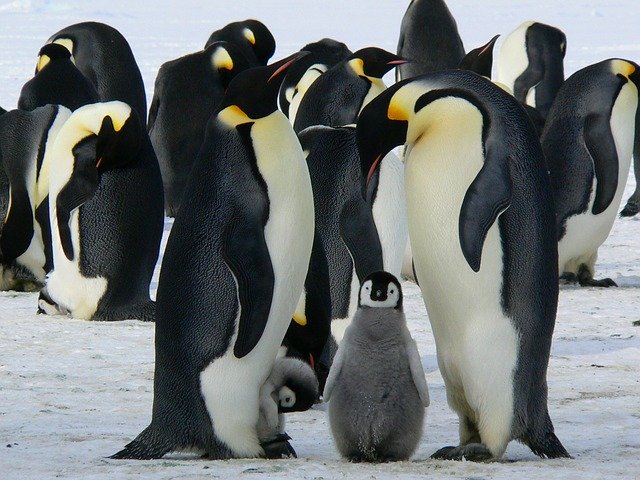 ペンギンの写真