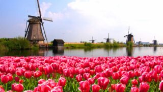 オランダの風車とチューリップの画像