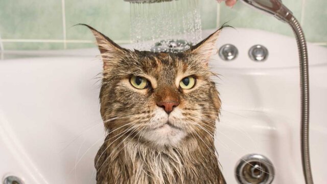 シャワーを浴びるネコ