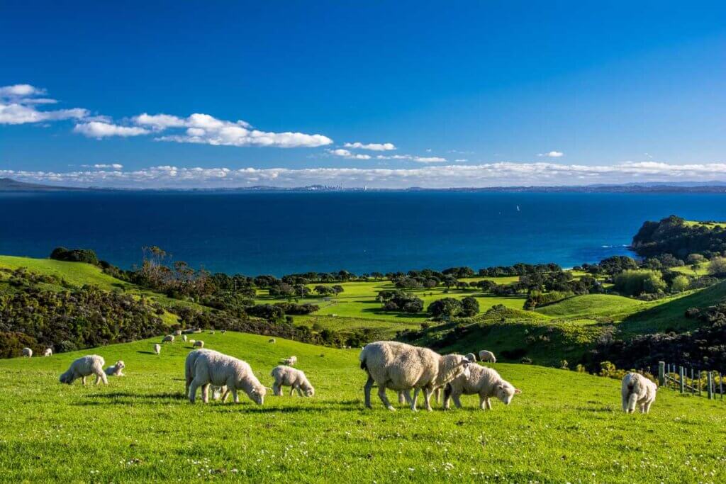 ニュージーランドのシェークスピアリージョンパークの羊たち