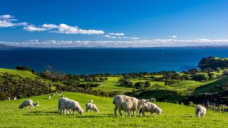 ニュージーランドのシェイクスピアリージョンパークの羊たち